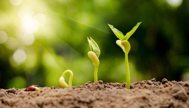 Progressive Growth